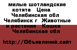 милые шотландские котята › Цена ­ 4 - Челябинская обл., Челябинск г. Животные и растения » Кошки   . Челябинская обл.